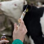 Antibiotiques : l’exception bovine
