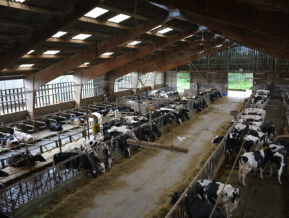 1 000 grands troupeaux de plus chaque année