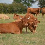 La Limousine rattrape la Charolaise