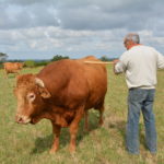 Un portail vers l’élevage herbivore