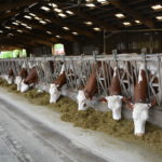 Le prix du lait a basculé en juillet