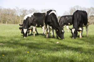 « Stabilisation des revenus en 2019 »