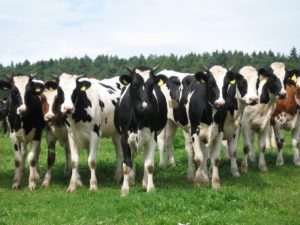 100 €/1000 l perdus depuis janvier