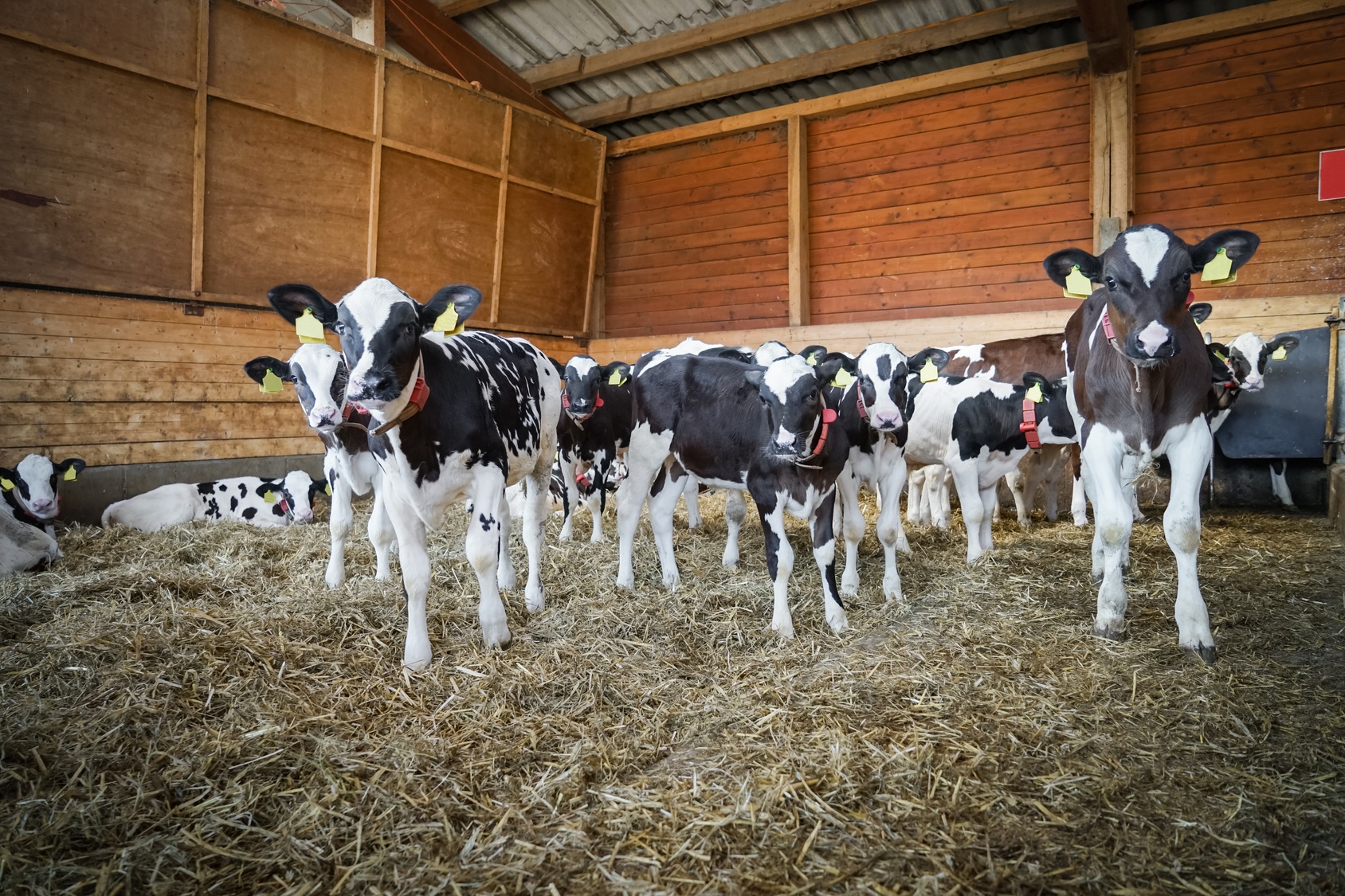 Groupe de veaux dans un bâtiment de ferme