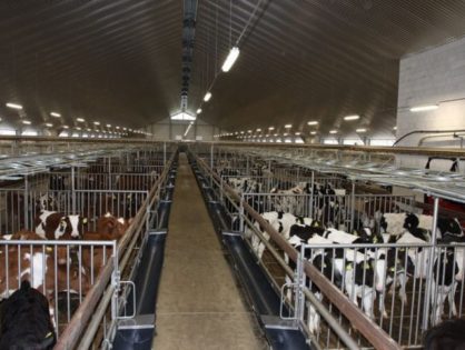 Moins d’antibiotiques en veau de boucherie