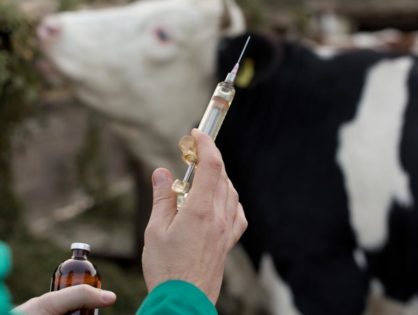 Antibiotiques : l’exception bovine
