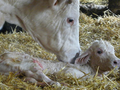 Un Herd Book Charolais ambitieux