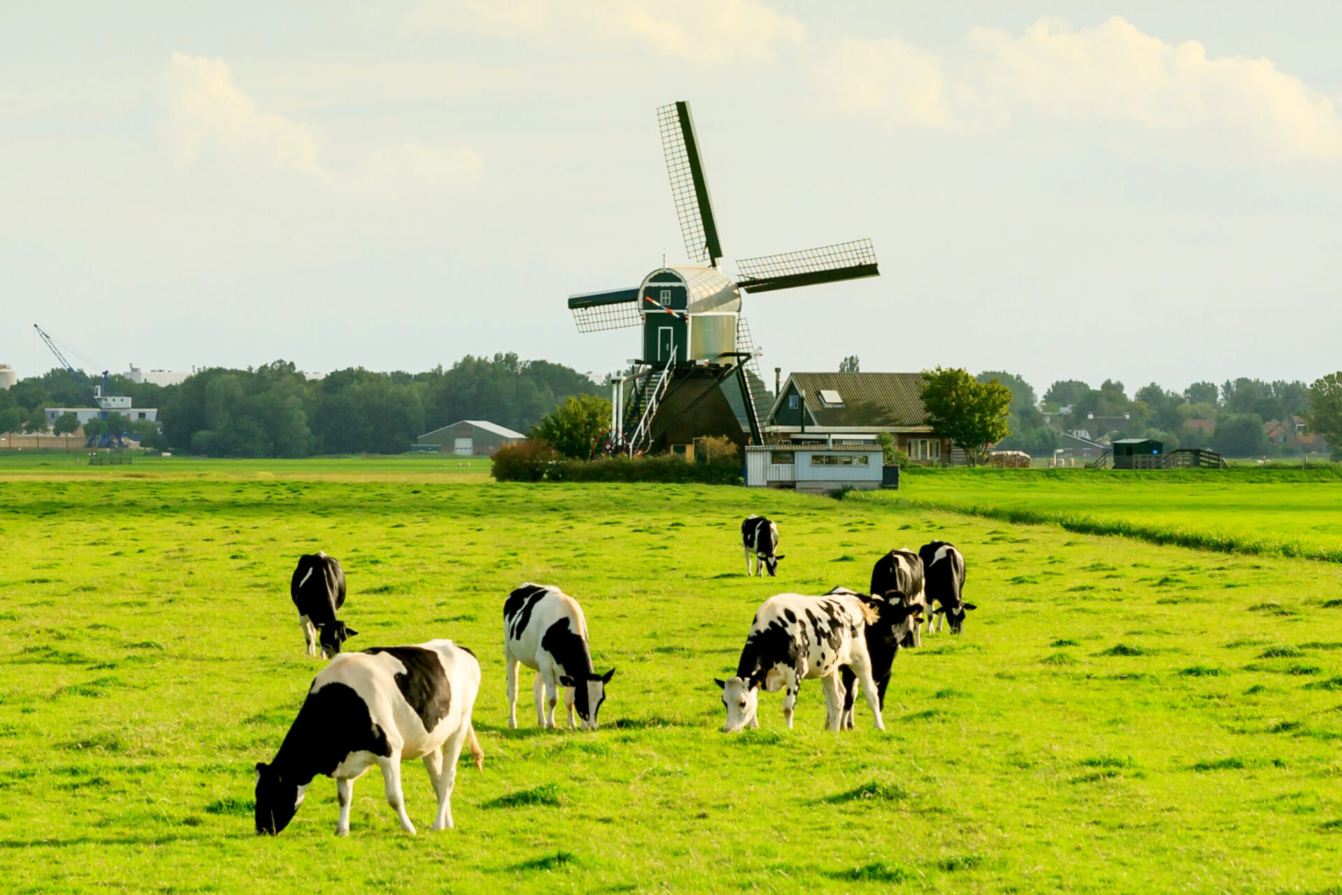 Vaches broutant dans un champ avec un moulin en arrière plan