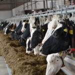 Relèvement des aides bovines 2020