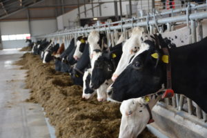 Relèvement des aides bovines 2020