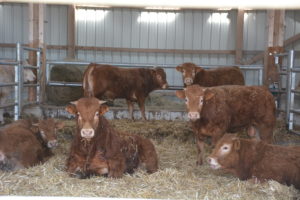 Baisse des revenus 2018 en bovins viande