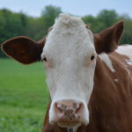 Plus de lait mais moins de bœuf en 2019