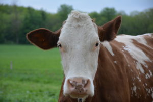 Plus de lait mais moins de bœuf en 2019
