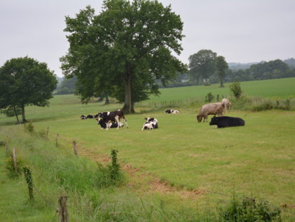 L’herbe, une garantie de revenu ?