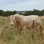 Agrément des OS Charolais France et Charolais +