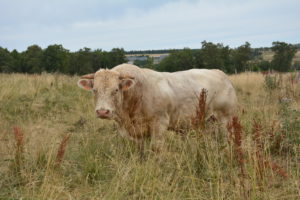 Agrément des OS Charolais France et Charolais +