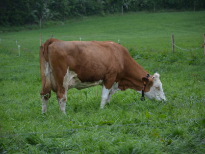 Le lait bio à contrecourant