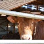 Un peu moins de bœuf en 2021