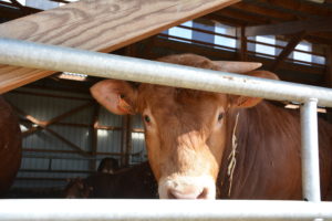 Un peu moins de bœuf en 2021