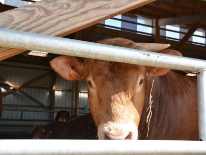 Un peu moins de bœuf en 2021