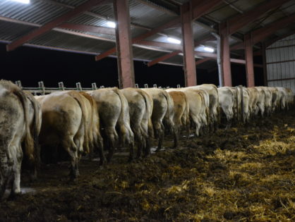 IBR : la France monte en gamme