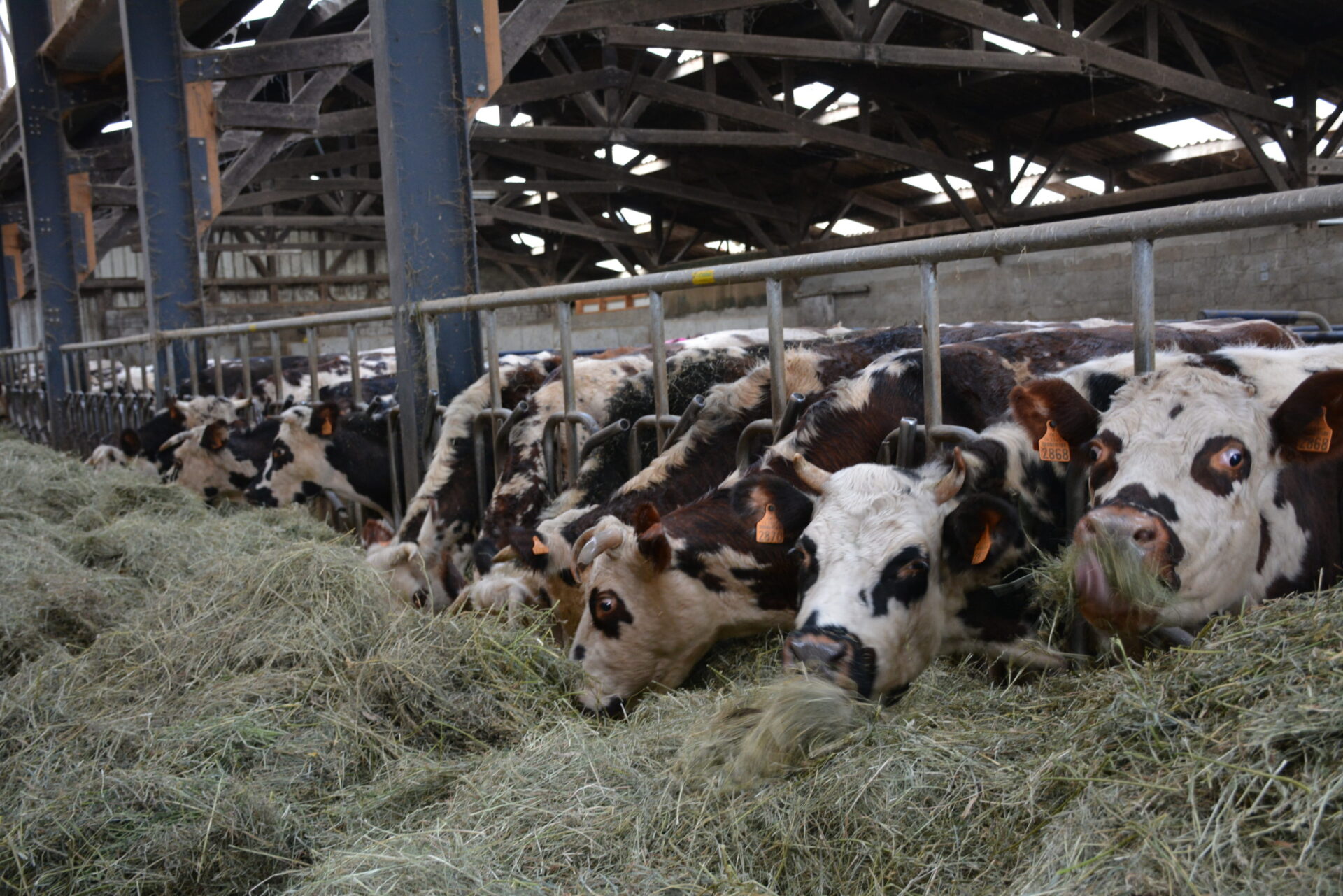 150 euros par vache » : une nouvelle mesure de défiscalisation pour les  éleveurs bovins - Le Parisien
