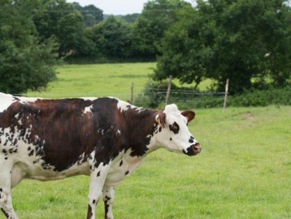 Biolait joue la carte de la biodiversité