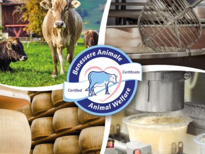 Parmesan : la carte du bien-être animal