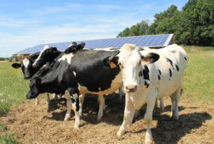 EDF cherche 15 000 ha pour des panneaux solaires