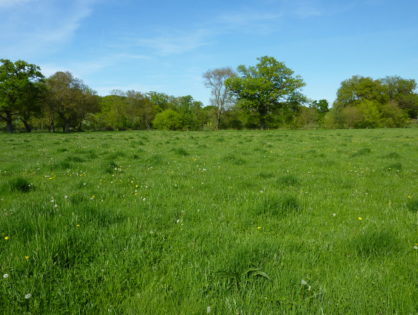 Les secrets d'une prairie qui reste belle