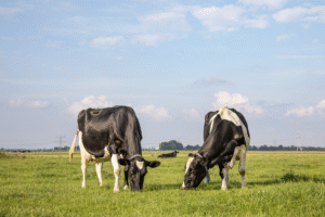 Dairy Data Warehouse fournit des informations à la fois individuelles et au niveau du troupeau dans 47 pay Dairy Data Warehouse