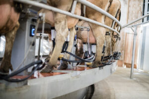 Dairy Data Warehouse fournit des informations à la fois individuelles et au niveau du troupeau dans 47 pay Roto E 500