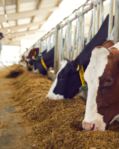 Dairy Data Warehouse permet d'améliorer l'efficacité alimentaire. Dairy Data Warehouse